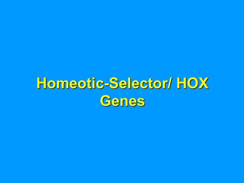 Homeotic-Selector/ HOX Genes Homeotic-Selector/ HOX Genes